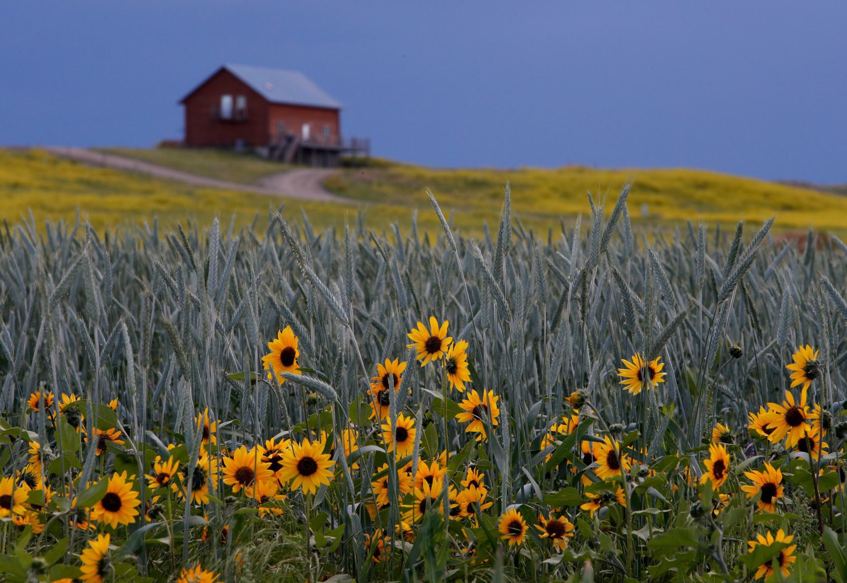 Sunflowers bloom